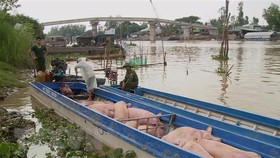 Ngăn chặn heo lậu tại 10 tỉnh ở Nam bộ và Tây Nguyên