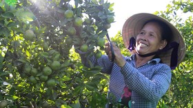 Nguy cơ biết mất nhiều đặc sản tiến vua ở cố đô Huế