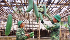 Thu hoạch sản phẩm sau thành quả chăm sóc