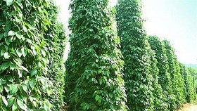 Hội nghị hồ tiêu quốc tế bàn giải pháp phát triển bền vững