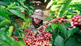 Xây dựng chứng nhận cho cà phê chất lượng cao