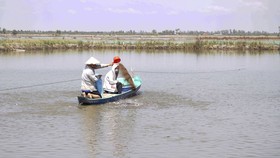Một số hộ vẫn cố thả nuôi để cầu may gỡ vốn