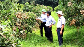 Vườn nhãn Ido ở Truông Mít (huyện Dương Minh Châu, tỉnh Tây Ninh)