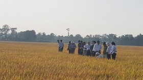 Giảm phát thải khí nhà kính trong canh tác lúa