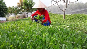 Sản phẩm từ sâm biển Bến Tre xuất khẩu sang Hoa Kỳ
