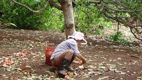 Chậm chi trả tiền hỗ trợ dân mất mùa điều