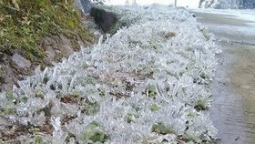 Nhiều nơi phủ trắng băng giá, sương muối