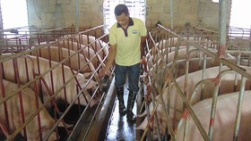 HCMC focuses on safe pig breeding chain