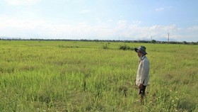 Ông Nguyễn Thanh Cơ buồn rầu nhìn 3 sào ruộng lúa gần 1 tháng tuổi của mình ngả màu vàng úa do thiếu nước. Ảnh: NGỌC PHÚC