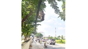 Khúc gỗ treo lủng lẳng, hiểm nguy rình rập