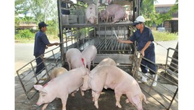 Tăng cường kiểm soát, ngăn chặn heo “lậu”