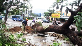 Đến chiều tối 4-11, hàng loạt cây xanh cổ thụ ở TP Quy Nhơn vẫn còn đổ gãy ngổn ngang