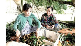 Khai mạc tuần hàng đặc sản Đồng Tháp tại TPHCM