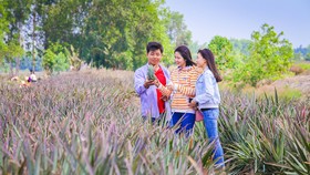 Khai thác du lịch vùng trồng khóm Cầu Đúc