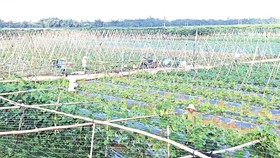 Ứng dụng công nghệ và sản xuất theo phương pháp mới vào nông nghiệp