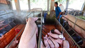 Tăng cường kiểm soát, ngăn chặn heo “lậu”