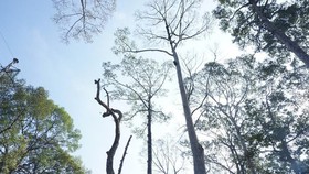Hàng loạt cây dầu ở Công viên Văn Lang đã chết khô.