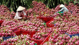 Xuất hiện tình trạng thanh long ùn ứ tại cửa khẩu