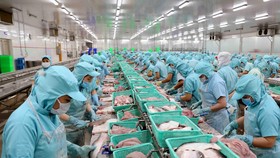 Dây chuyền chế biến philê cá tra xuất khẩu tại nhà máy của Công ty. (Ảnh: Vũ Sinh/TTXVN)