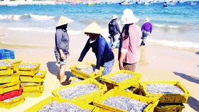 Ngư dân Bình Định trúng lớn