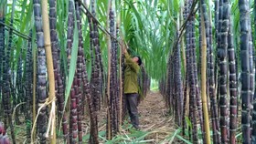 Chuyển hơn 1.100ha mía sang trồng cây khác