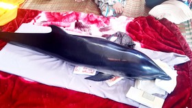 Cá ông lạc vào đầm Thị Nại, sa vào lưới vợ chồng đánh cá đêm