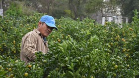 Quất tết được giá, nông dân Quảng Nam lại bất an vì thời tiết