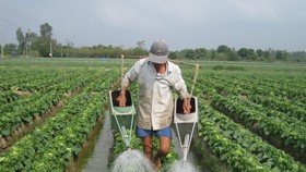 Chuyển đổi cây trồng trên đất lúa mang lại hiệu quả kinh tế cao