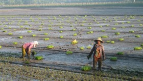Farmers to finish growing 1.2 million hectares of rice by November’s end