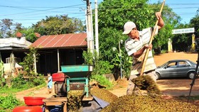 Coffee enters harvest season in Bu Dang District. (Photo: SGGP)