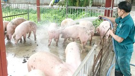 Pig-breeding households unable to rebuild pig herd without biosecurity