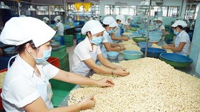 Cashew nut exports to China rise by 58 percent
