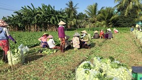 Thiếu hướng dẫn xác nhận thu nhập ổn định từ đất nông nghiệp