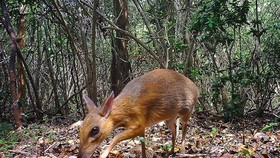 A silver-backed chevrotain is spotted by a camera trap on June 21, 2018 (Source: AFP/VNA)