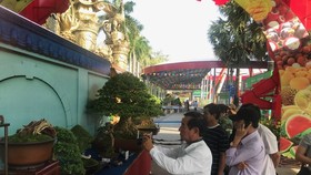 The 15th Asia – Pacific Bonsai and Suiseki Festival attracts many visitors. (Photo: Sggp)