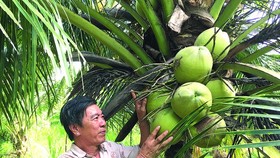 5th Ben Tre Coconut Festival opens