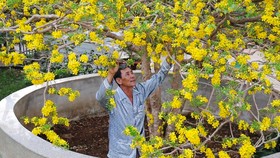 “Cực phẩm” mai tết cao 6m tầng tầng lớp lớp bông vàng