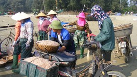 Vui mùa tép biển