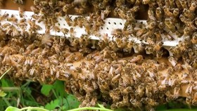 Covid-19 mang lại mùa thu hoạch bội thu nhất trong 40 năm cho người nuôi ong ở Pháp