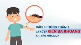 Cách phòng tránh và xử lý kiến ba khoang khi vào mùa mưa