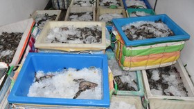 Cà Mau: Phạt thương lái vận chuyển tôm có chứa tạp chất 60 triệu đồng