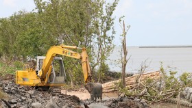Xử lý sạt lở bảo vệ đai rừng phòng hộ đê biển Tây