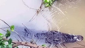 Cá sấu sổng chuồng vào vuông tôm, cả xóm vây bắt