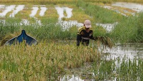 Tại vùng ngọt hóa huyện Trần Văn Thời (tỉnh Cà Mau) lúa bị ngập phải cắt bằng tay nên tiến độ thu hoạch rất chậm