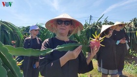 Tourists visiting the south central province of Binh Thuan will be able to enjoy a new experience following the recent launch of tours to dragon fruit gardens. (Source: VOV)