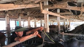 Cattle in central Vietnam suffer foot-mouth disease