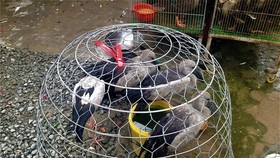 Vietnam takes heed of A/H5N1 prevention