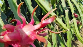 An event to promote and consume Vietnamese red dragon fruit has been taking place in Australia. — VNA/VNS Photo