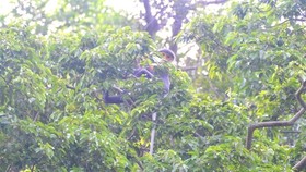 A gray-shanked douc langur (pygathrix cinerea) is found living in a forest in Nui Thanh district of Quang Nam Province. Two new families with some 10 gray-shanked douc langurs have been found in the area. (Photo courtesy of Ai Tam)