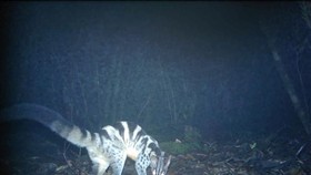 The image of a civet (Chrotogale owstoni) captured by camera traps (Photo: VNA)